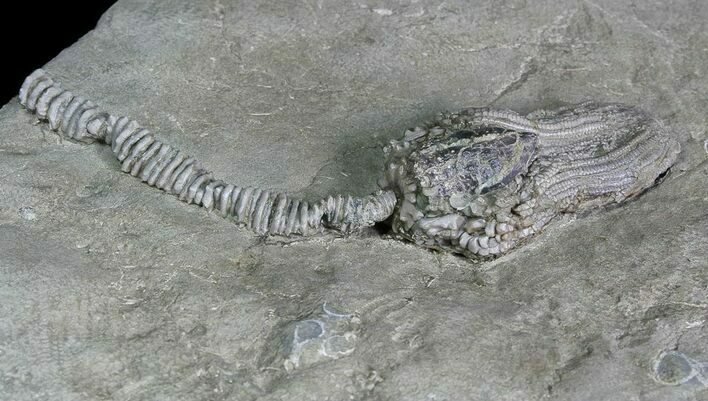 Crinoid (Platycrinites) Fossil - Crawfordsville, Indiana #92760